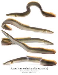Image result for Anguilla rostrata
