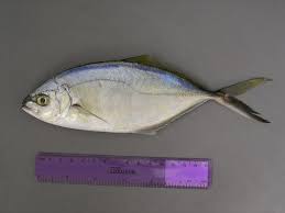 Image result for Caranx ruber