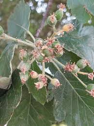 Attēlu rezultāti vaicājumam “Sorbus intermedia leaf”