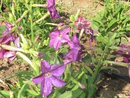 Image result for Nicotiana x sanderae `Perfume`F1