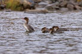 Attēlu rezultāti vaicājumam “Mergus merganser juvenile”