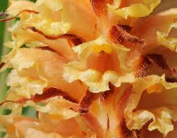 Attēlu rezultāti vaicājumam “Orobanche elatior”