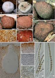 Attēlu rezultāti vaicājumam “Hypocrea rufa”