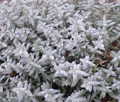 Attēlu rezultāti vaicājumam “Cerastium tomentosum”