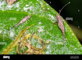 Attēlu rezultāti vaicājumam “Machilidae”
