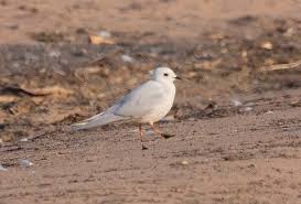 Image result for Rhodostethia rosea