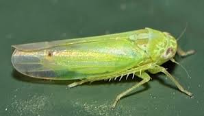 Attēlu rezultāti vaicājumam “Empoasca sp.”