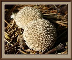 Attēlu rezultāti vaicājumam “Physarum luteolum macro”