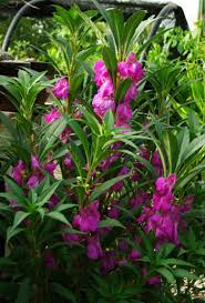 Image result for Impatiens balsamina