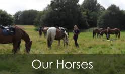 Image result for Palmers Riding Stables