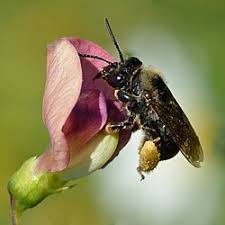 Attēlu rezultāti vaicājumam “Lathyrus sylvestris leaf”