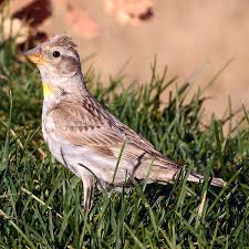 Image result for Petronia petronia