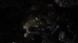 Attēlu rezultāti vaicājumam “Formica rufa pupa”