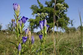 Attēlu rezultāti vaicājumam “Gentiana pneumonanthe flower”