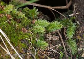 Attēlu rezultāti vaicājumam “Mnium lycopodioides”