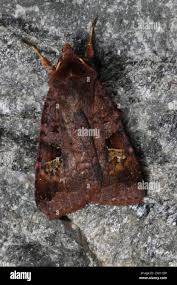 Attēlu rezultāti vaicājumam “Diarsia brunnea”