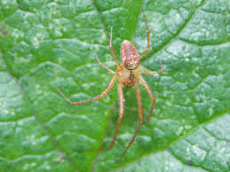 Attēlu rezultāti vaicājumam “Metellina segmentata”