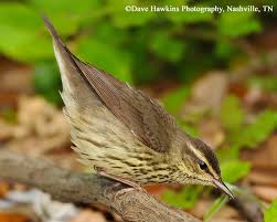 Image result for Seiurus noveboracensis