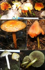 Attēlu rezultāti vaicājumam “Hygrocybe acutoconica”