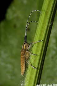 Attēlu rezultāti vaicājumam “Agapanthia villosoviridescens”