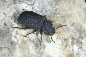 Attēlu rezultāti vaicājumam “Bolitophagus reticulatus imago”