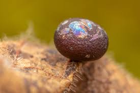 Attēlu rezultāti vaicājumam “Lamproderma nigrescens macro”