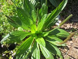 Attēlu rezultāti vaicājumam “Plantago uniflora leaf”