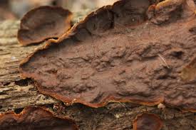 Attēlu rezultāti vaicājumam “Hymenochaete rubiginosa”