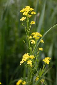 Attēlu rezultāti vaicājumam “Bunias orientalis flower”