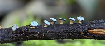 Attēlu rezultāti vaicājumam “Diderma chondrioderma macro”