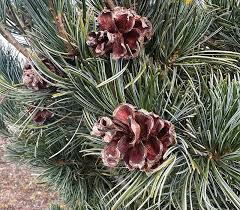 Attēlu rezultāti vaicājumam “Pinus strobus fruit”