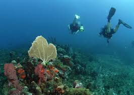 Image result for Worcester Divers Octopush Club