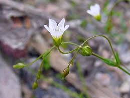 Attēlu rezultāti vaicājumam “Linum catharticum fruit”