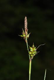 Attēlu rezultāti vaicājumam “Carex hostiana”