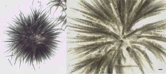 Attēlu rezultāti vaicājumam “Trichia alpina young”