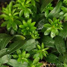 Attēlu rezultāti vaicājumam “Galium odoratum leaf”