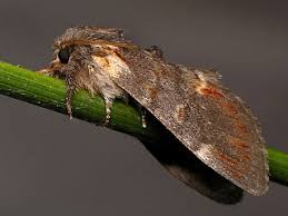 Attēlu rezultāti vaicājumam “Notodonta dromedarius”