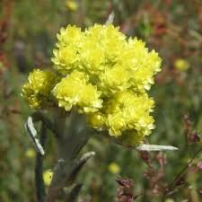 Attēlu rezultāti vaicājumam “Helichrysum arenarium”
