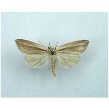 Attēlu rezultāti vaicājumam “Mythimna flammea”