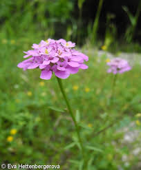 Image result for Iberis umbellata