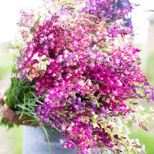 Attēlu rezultāti vaicājumam “Linaria loeselii flower”