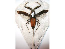 Attēlu rezultāti vaicājumam “Nepa cinerea nymph”