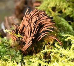 Attēlu rezultāti vaicājumam “Stemonitis splendens stalked”