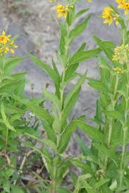 Attēlu rezultāti vaicājumam “Lysimachia thyrsiflora leaf”