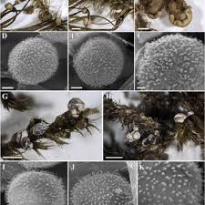 Attēlu rezultāti vaicājumam “Diderma tigrinum macro”