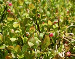 Attēlu rezultāti vaicājumam “Vaccinium myrtillus leaf”