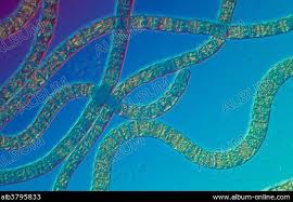 Attēlu rezultāti vaicājumam “Cyanophyta”