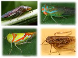 Attēlu rezultāti vaicājumam “Cicadellidae”