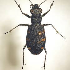 Attēlu rezultāti vaicājumam “Cicindela maritima”