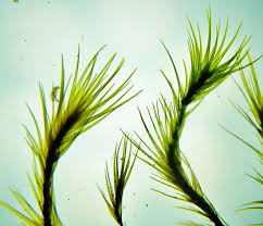 Attēlu rezultāti vaicājumam “Dicranodontium denudatum”